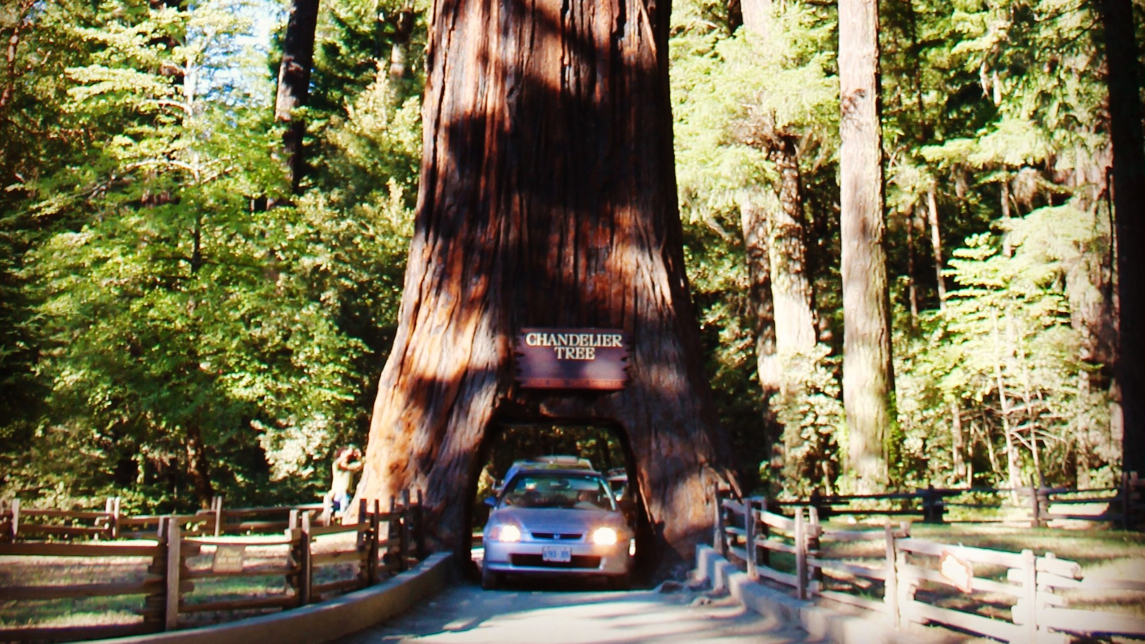 Drive-Thru Tree Park - Jenz Journeys - North America